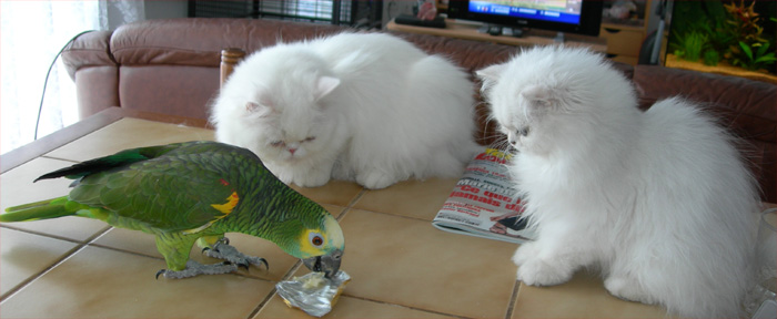 Photo de Desse Persan Chinchilla