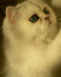 Photo de Desse Persan Chinchilla