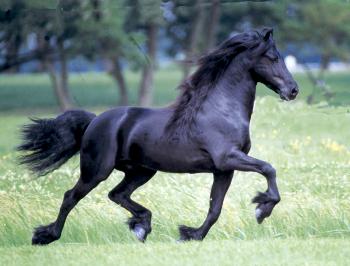 Photo de Tsjerk 328 Frison